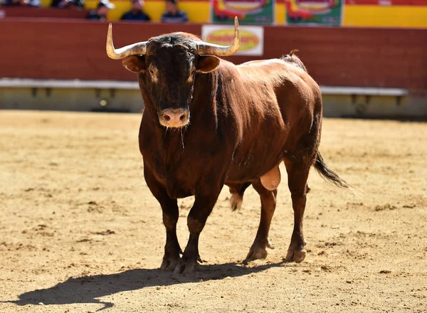 Grande Touro Espanha — Fotografia de Stock