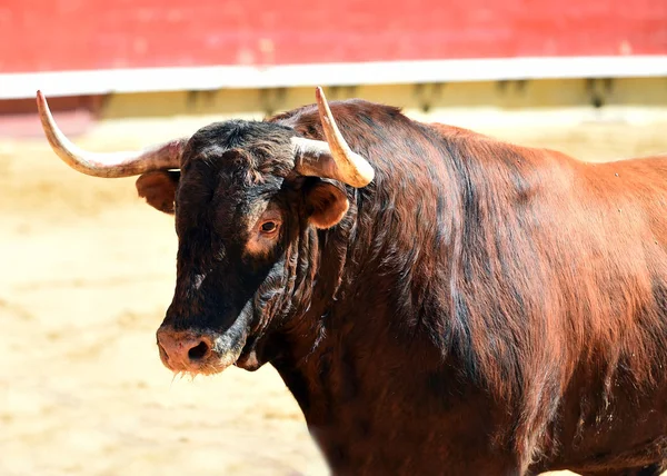 Gran Toro España —  Fotos de Stock