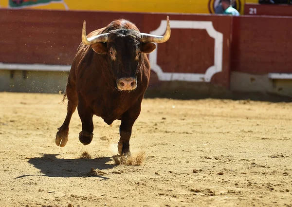 Grande Touro Espanha — Fotografia de Stock