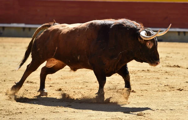 Stor Tjur Spanien — Stockfoto