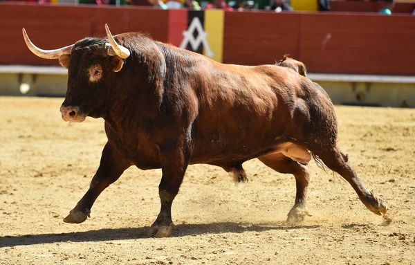 Taureau Espagnol Arène — Photo