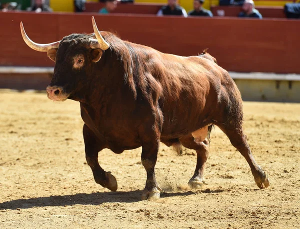 Touro Espanhol Tournée — Fotografia de Stock