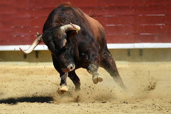 Spanischer Stier Der Stierkampfarena — Stockfoto