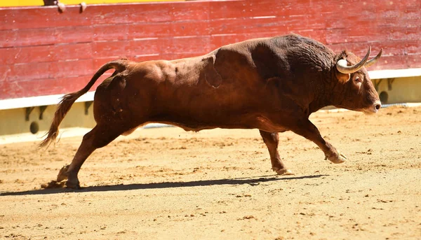 Touro Espanhol Tournée — Fotografia de Stock