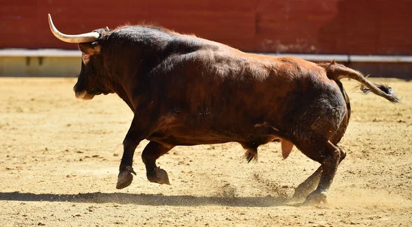 Bullring Spanyol Boğa — Stok fotoğraf