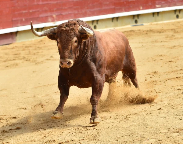 Bullring Spanyol Boğa — Stok fotoğraf