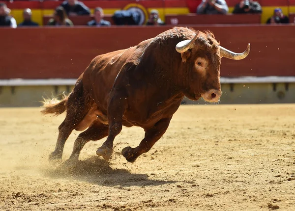 Spanischer Stier Der Stierkampfarena — Stockfoto