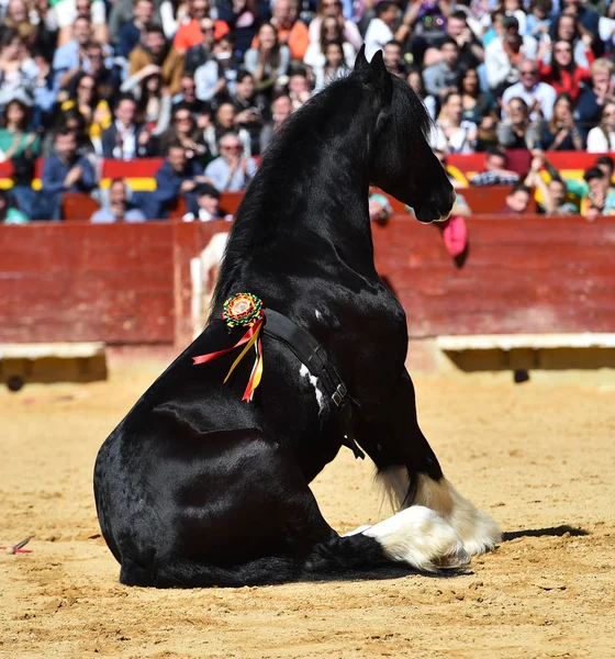 Mooi Paard Spanje — Stockfoto