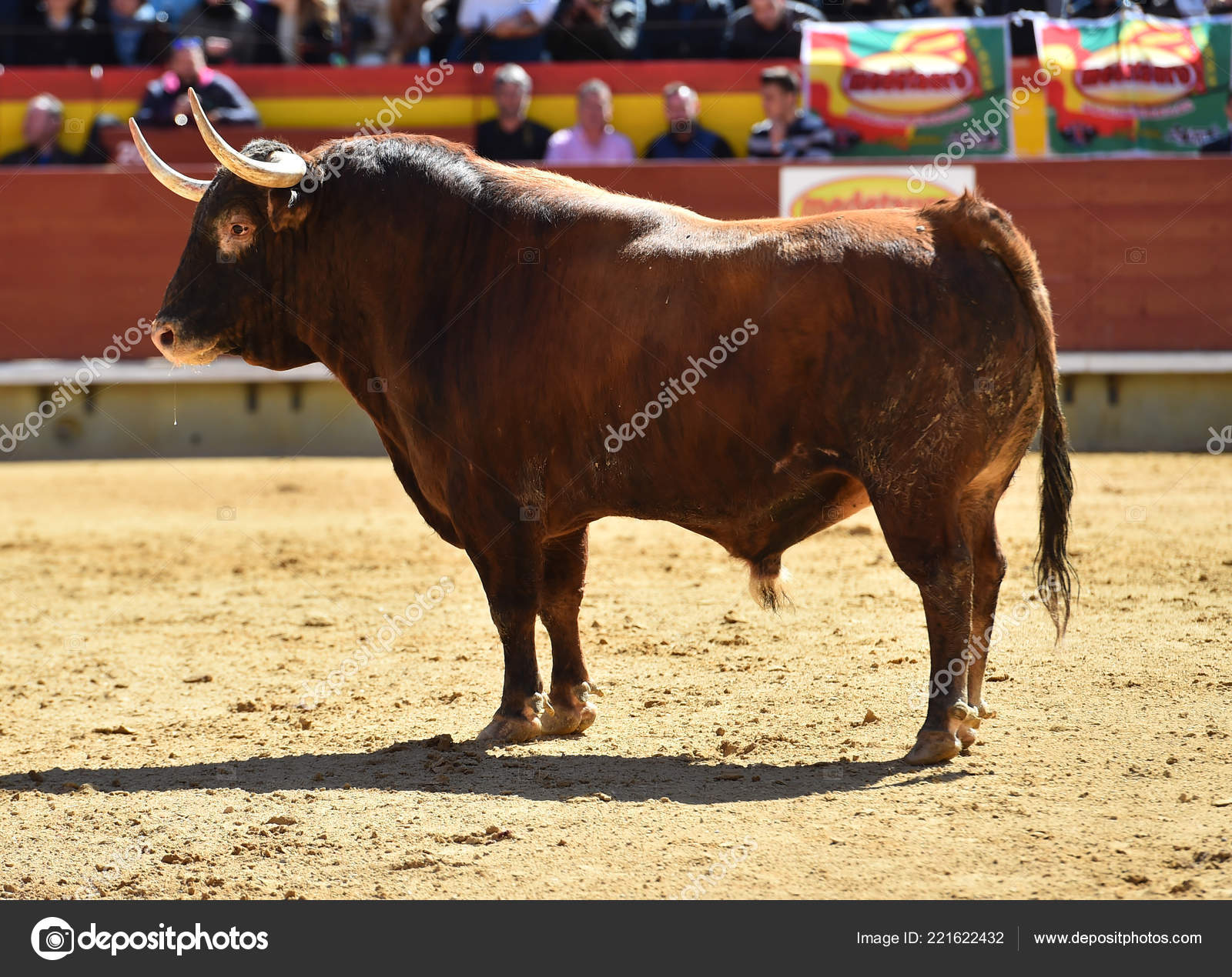 Taureau Espagnol Arene Image Libre De Droit Par Albertoclemares Hotmail Com C Taureau Espagnol Arene Image Libre De Droit Par Albertoclemares Hotmail Com C