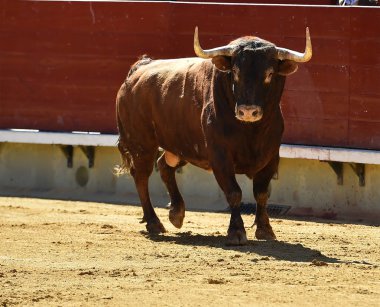 bullring İspanyol boğa