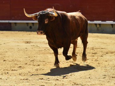 bullring İspanyol boğa