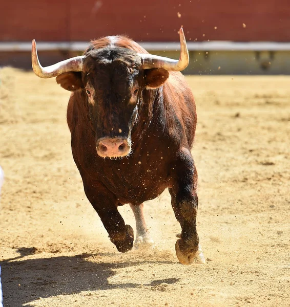 bullring İspanyol boğa