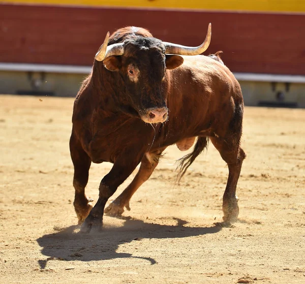 Touro Espanhol Tournée — Fotografia de Stock