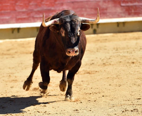 Spanyol Bull Dalam Bullring — Stok Foto