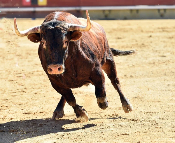 Bullring Spanyol Boğa — Stok fotoğraf