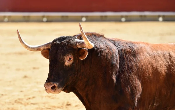 Spanyol Bika Bikaviadal Aréna — Stock Fotó