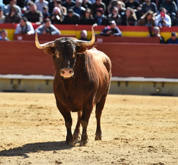 Toro España Corriendo Plaza Toros —  Fotos de Stock