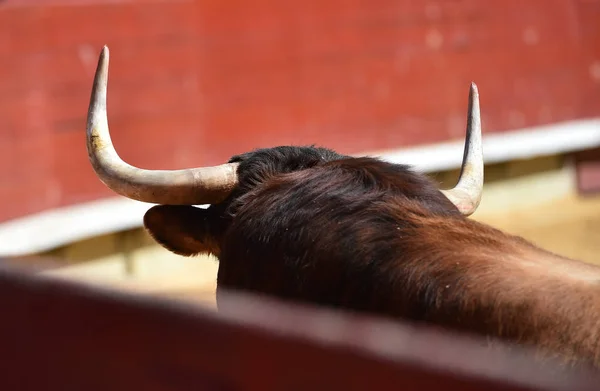 Taureau Espagne Courir Dans Les Arènes — Photo