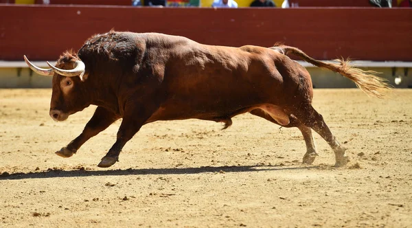 Бик Іспанії Біжить Бику — стокове фото