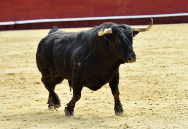 Arena içinde çalışan İspanya boğa