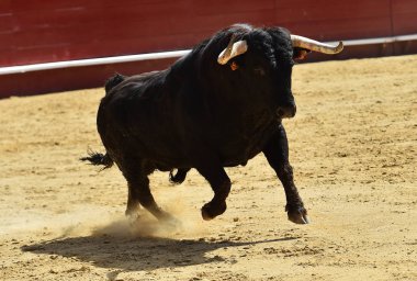 bullring İspanyol boğa