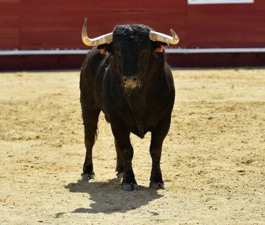 bullring İspanyol boğa