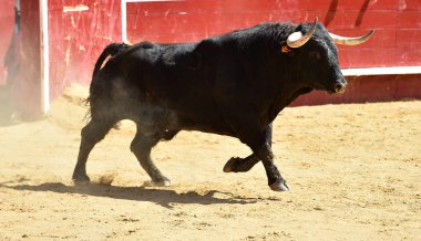 İspanya'ile büyük boynuzları boğa