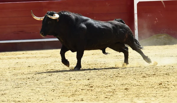 Bull Španělsku Aréně — Stock fotografie