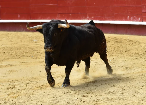Banteng Dalam Spain Berjalan Dalam Arena Adu Banteng — Stok Foto