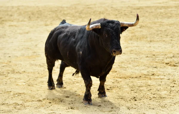 Arena Içinde Çalışan Spanya Boğa — Stok fotoğraf