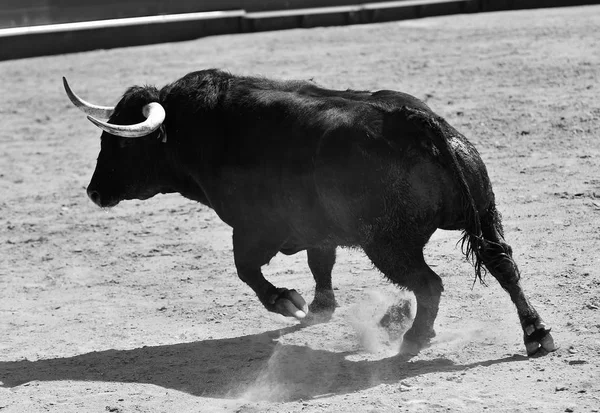 Bull Spain Running Bullring — Stock Photo, Image