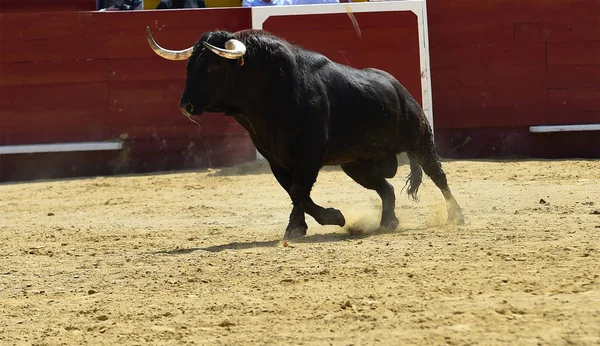 Toro España Corriendo Plaza Toros — Foto de Stock