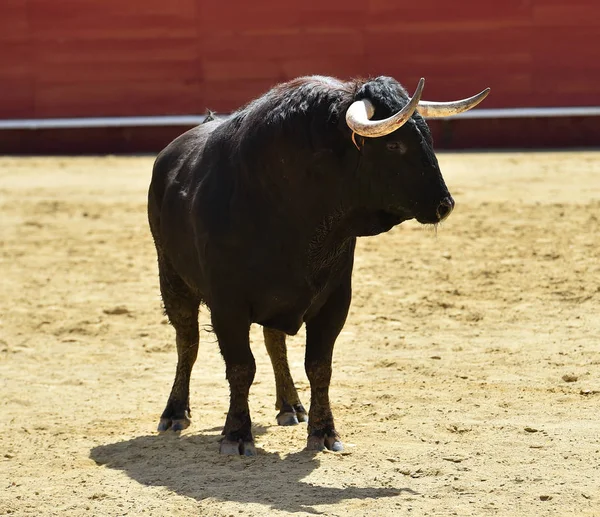 Touro Espanha Correndo Touros — Fotografia de Stock