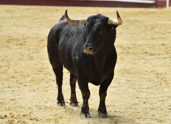 Toro España Corriendo Plaza Toros — Foto de Stock