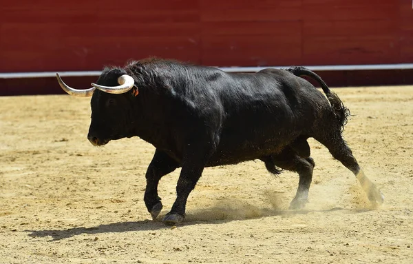 Touro Espanhol Tournée — Fotografia de Stock