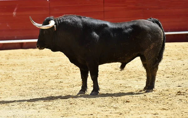 Touro Espanha Com Chifres Grandes — Fotografia de Stock