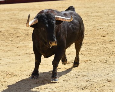 İspanya siyah boğa