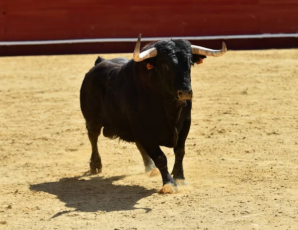 Fekete Bika Spanyolország — Stock Fotó