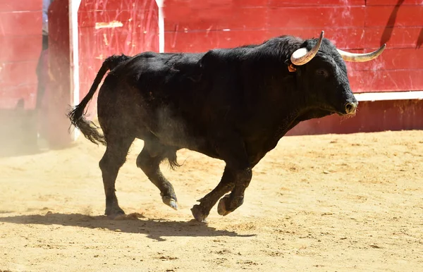 Touro Preto Espanha — Fotografia de Stock