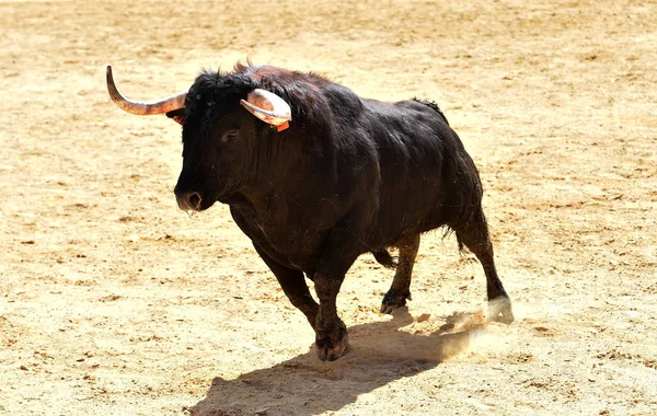 Touro Preto Espanha — Fotografia de Stock