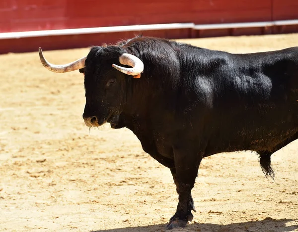 西班牙黑牛 — 图库照片