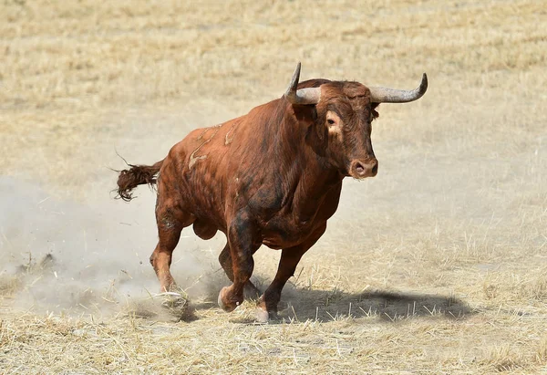 Schwarzer Bulle Spanien — Stockfoto