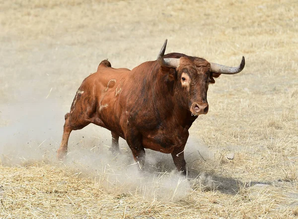 Toro Negro España — Foto de Stock