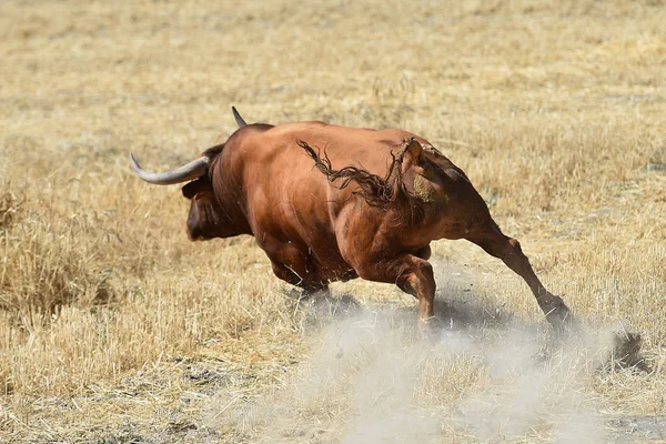 Toro Spagnolo Spagna — Foto Stock
