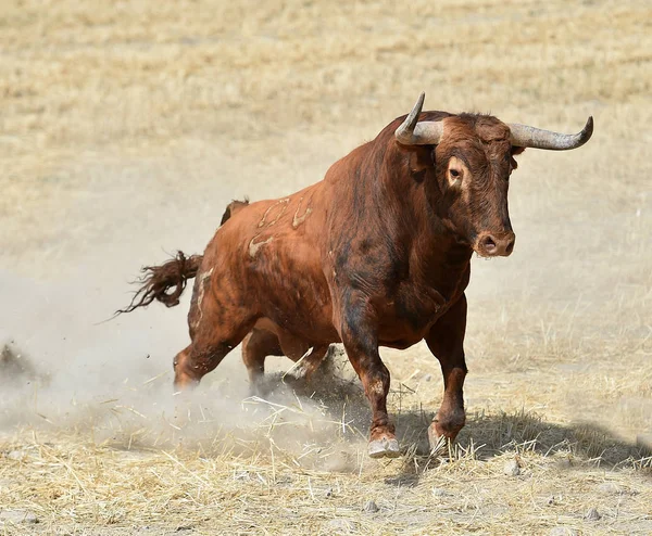 Bull Hiszpański Hiszpanii — Zdjęcie stockowe