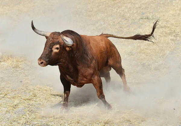 Spanischer Bulle Spanien — Stockfoto