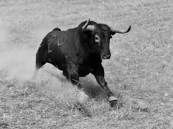 Spanish Bull Spain — Stock Photo, Image