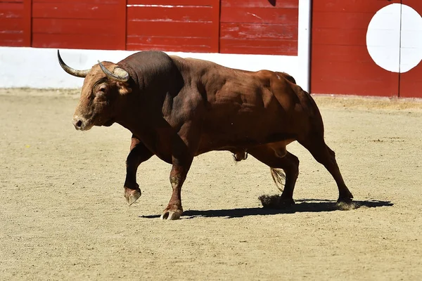 Taureau Espagnol Espagne — Photo