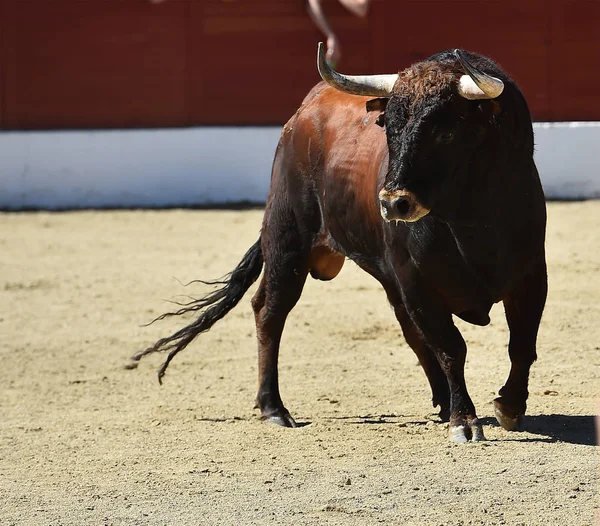 Spanska Tjuren Spanien — Stockfoto