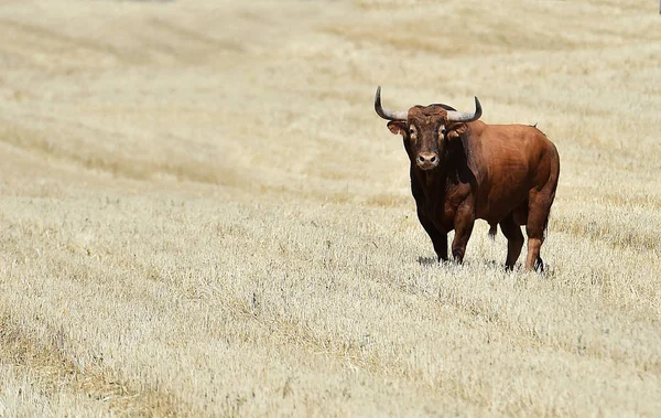 Spanish Bull Spain — Stock Photo, Image